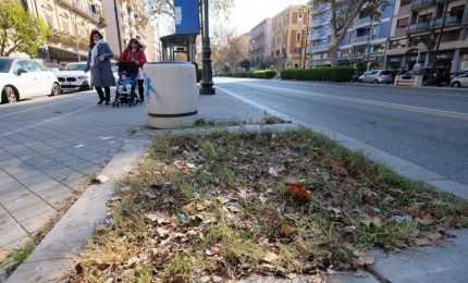 Palermo, 14 alberi abbattuti in via Libertà: non abbiamo altro da aggiungere