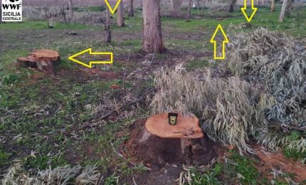 Incredibile a Delia: abbattuti gli alberi di un'area verde! Perch&eacute; hanno fatto questo?
