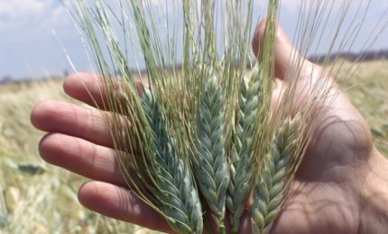 Sempre contro i produttori di grano duro: la denuncia di GranoSalus sulla CUN