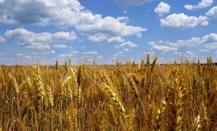 Il commercio del grano in Italia: le cinque domande di GranoSalus al gruppo Casillo
