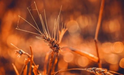 A Bari in arrivo tre navi di grano, in Sicilia c'&egrave; una nave di grano canadese ma non si sa dove si trova...