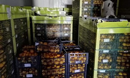 Ventimila kg di limoni turchi sequestrati a Siracusa: a quanto pare sono immangiabili!