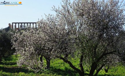 Cambiamenti climatici: la Valle dei Templi di Agrigento 'imbiancata' dai mandorli in fiore (VIDEO)