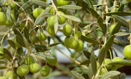 La Puglia difende il proprio olio d'oliva extra vergine. E Calabria e Sicilia che fanno?