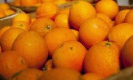 Catania, sequestrate 30 tonnellate di arance prive di etichettatura