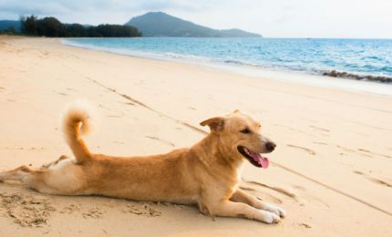 In Sardegna una spiaggia riservata ai cani