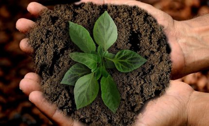 Agricoltori indebitati con l'INPS: la stessa INPS si rivale sui fondi europei. Ma...