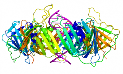 Gli americani agli italiani: vi mangiate il grano canadese e fate gli schizzinosi con i nostri OGM?
