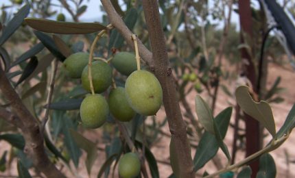 "L'olio d'oliva extra vergine a 2,30 euro? Io, quest'anno, ho lasciato le olive sugli alberi"