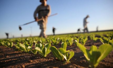 Fondi europei per aziende agricole siciliane più veloci grazie a una convenzione con i commercialisti