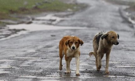 In piena emergenza Coronavirus il Comune di Palermo 'deporta' i cani a Caserta!