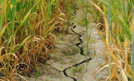 Grano duro siciliano: la prolungata siccit&agrave; si &egrave; 'mangiata' buona parte della produzione