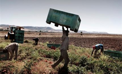 Incompetenza, dilettantismo e ipocrisia stanno uccidendo l'agricoltura italiana