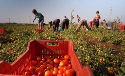 Agricoltura: il 'caporalato esiste anche nel Centro Nord Italia! Una soluzione possibile