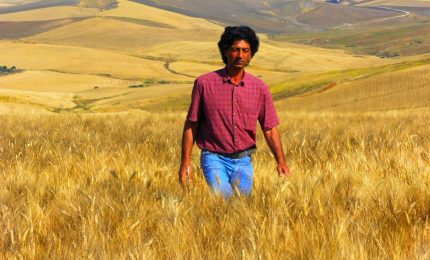 Giuseppe Li Rosi: chi critica il grano che arriva con le navi in Sicilia che grano produce? (VIDEO)