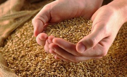 Al via il progetto "Grani Iblei" per dire basta ai grani esteri e valorizzare i grani antichi siciliani