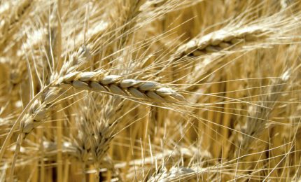 Il mistero (o quasi) del grano duro siciliano, oggi il più deprezzato del Sud