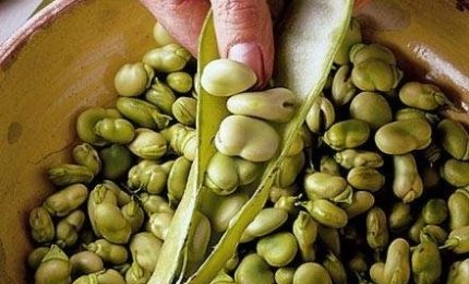 Il 'mistero' delle fave siciliane: coltivarle, raccoglierle e venderle significa andare in perdita?