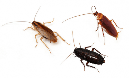 Palermo, scarafaggi sui mezzi di trasporto pubblico! E meno male che sono sanificati...