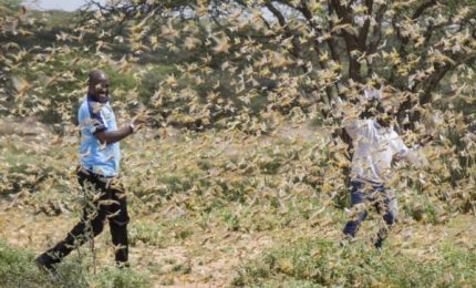 La cavallette stanno invadendo tante aree del mondo con danni enormi all'agricoltura
