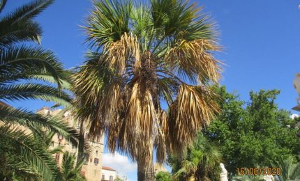 Palermo, il Palmeto di Villa Bonanno in totale abbandono!