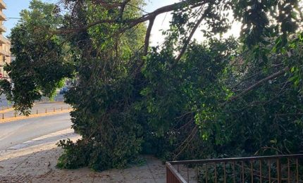 PALERMO-CITTA' 24/ Olé: crolla l'albero di corso Tukory, altra 'perla' del Comune...