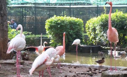 'Giardino zoologico' di Palazzo d'Orleans: si chiude il contenzioso tra la Regione e la famiglia Lauricella