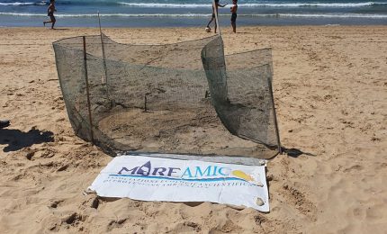 A Settembre Punta Grande verr&agrave; invasa da tartarughine!