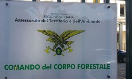 Ma lo sanno che i forestali non hanno nulla a che vedere con il Corpo Forestale della Regione?