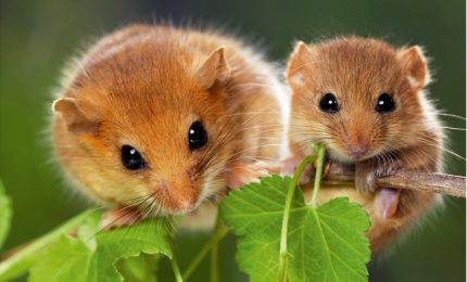 Stato di calamit&agrave; per controllare i ghiri che si 'pappano' le nocciole dei Nebrodi