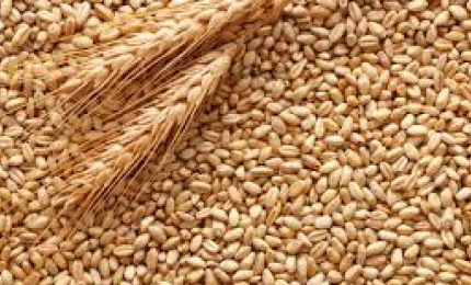 SERALE/ Speculazione al ribasso sul grano duro siciliano: 26,5 euro al quintale invece che 35 euro!