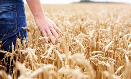 In Puglia una pioggia di grano estero per far abbassare il prezzo del grano locale
