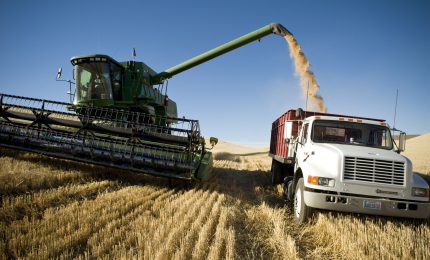 Calo della produzione di grano nel mondo. Sicilia: sbagliato vendere il grano duro ora