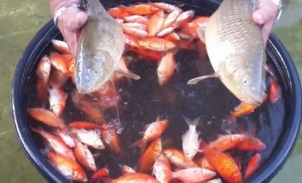 Una citt&agrave; allo sbando/ A Palermo non si salvano nemmeno i pesci di Villa Sperlinga