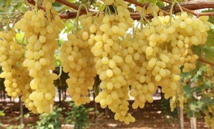 Due furti di uva da tavola: non &egrave; il caso di cominciare a fare chiarezza su questi fenomeni?