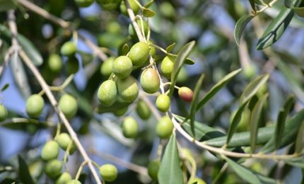 L'annata olivicola 2020 in Sicilia. Perch&eacute; sta diventando quasi impossibile produrre olive da mensa e olio