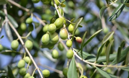 L'annata olivicola 2020 in Sicilia. Perché sta diventando quasi impossibile produrre olive da mensa e olio