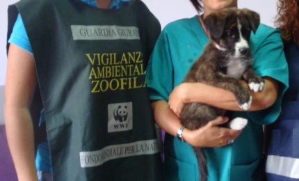 Morto il pincher abbandonato in un balcone al sole a Caltanissetta. Il WWF parte civile