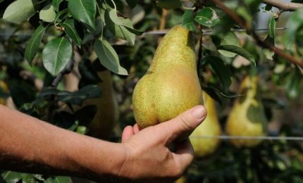 Avviso 8: finirà come "li beddi pira", con i lavoratori disoccupati che resteranno a terra?