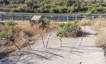 Il giallo di Caronia/ Viviana Parisi e Gioele uccisi dai cani abbandonati? Ipotesi tragicamente plausibile