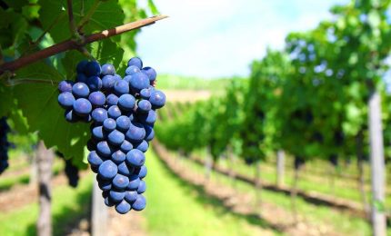 I veri costi di un vigneto da vino in Sicilia. Produzione di uva da vino 2020 in calo