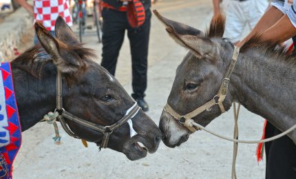 "A cursa è abbanniata, cu muri è a cuntu soi!"