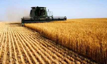 Il grano duro, i prezzi, la produzione mondiale in discesa, il glifosato e la battaglia sulla CUN in corso/ SERALE