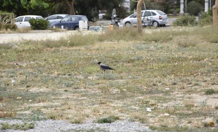 Il Foto Italico di Palermo ridotto a "deserto angosciante"/ PALERMO-CITTA' 42 (FOTO)