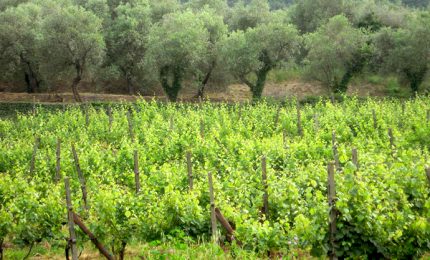 "Coltivare in Sicilia uva da vino e olive? E' come andare in guerra..."