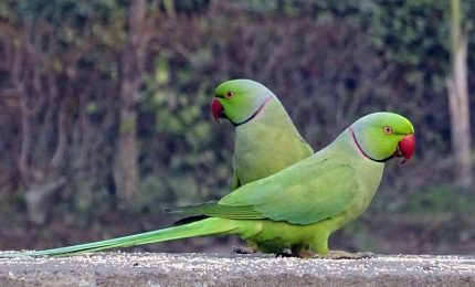 In Puglia i pappagalli verdi si stanno pappando tutte le mandorle. Paura anche in Sicilia?