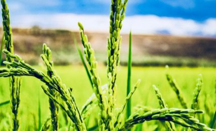 La gloriosa storia della coltivazione del riso in Sicilia