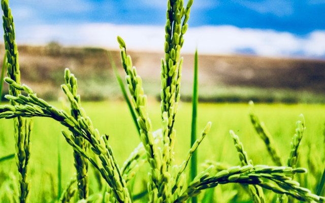 La Gloriosa Storia Della Coltivazione Del Riso In Sicilia I Nuovi Vesprii Nuovi Vespri
