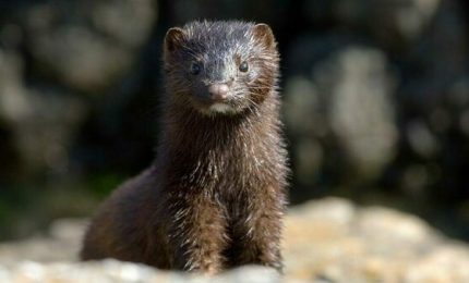 Visoni affetti da Coronavirus: la Danimarca ne sta abbattendo un milione e mezzo