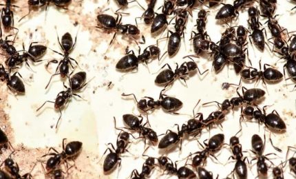 Vincenzo Figuccia: formiche nel reparto di Malattie infettive del Civico di Palermo